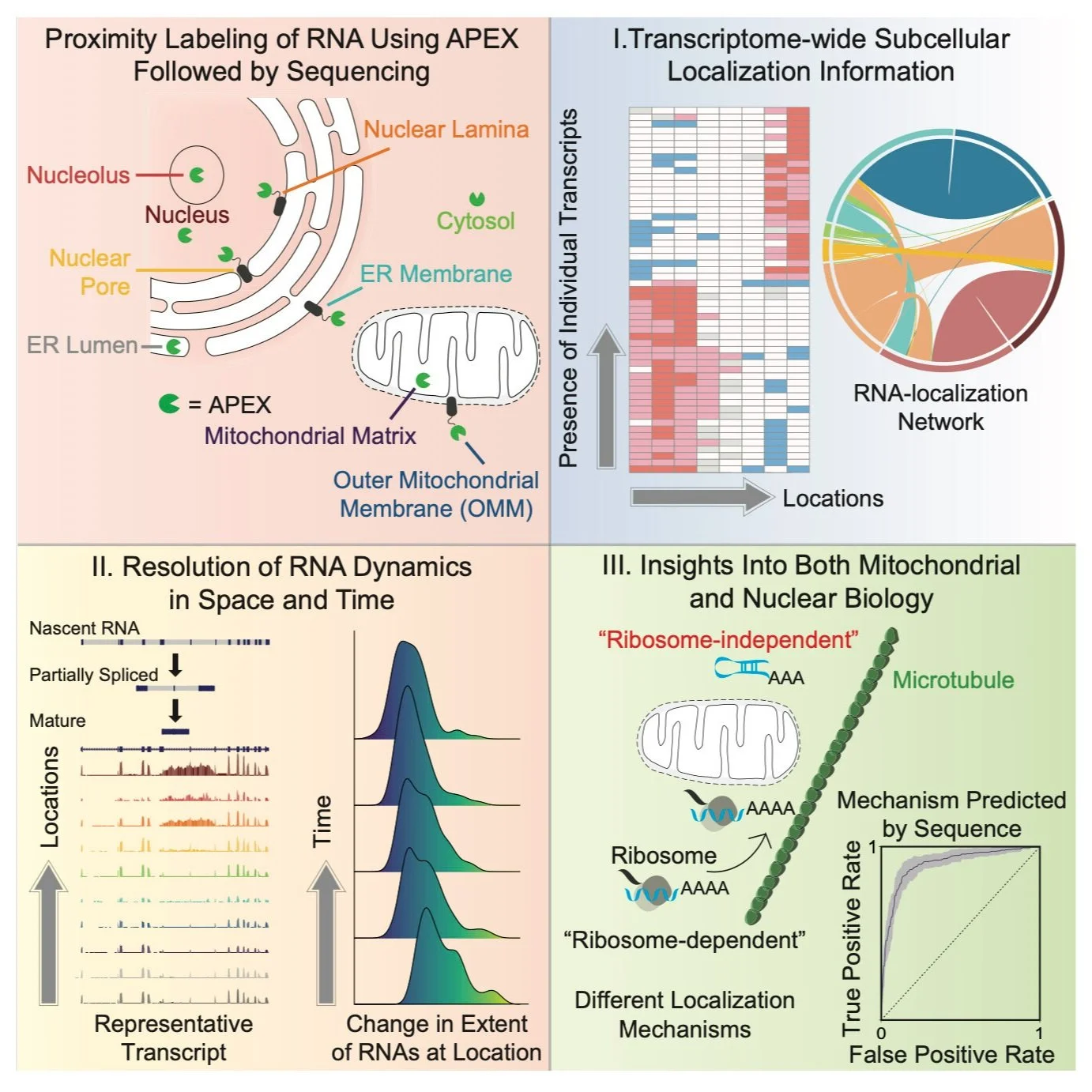 Atlas of Subcellular RNA Localization Revealed by APEX-seq — Fazal Lab